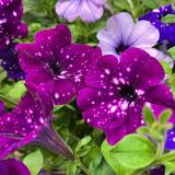 Petunia Night Sky Fleuriste