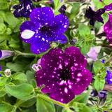 Petunia Night Sky Fleuriste