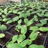 Plants de Courgettes