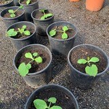 Plants de Courgettes