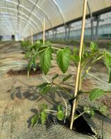 Plants de tomates - Maraîcher Bio L'Ortu Di San Ghjuvà - Cauro, Corse