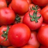 Tomate Bio Corse