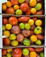 Pomodori bio di Corsica - L'Ortu di San Ghjuvà - Produttore a Cauro