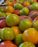 Pomodori bio di Corsica - L'Ortu di San Ghjuvà - Produttore a Cauro