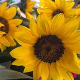 Tournesol Fleuriste