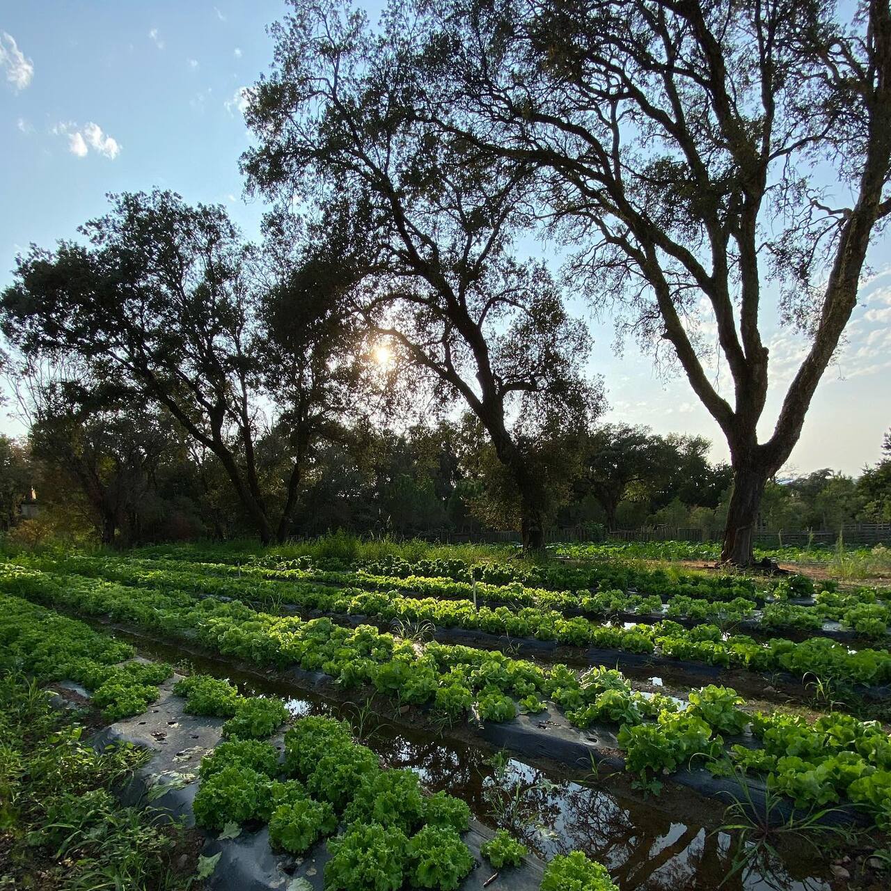 Salades bio