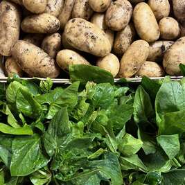 Patate e spinaci bio di Corsica - Agricoltore L'Ortu di San Ghjuvà - Cauro