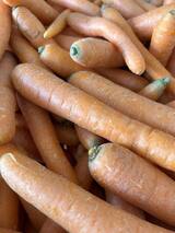 Korsische Bio-Karotten - Direktverkauf Pratali in Bastia und Folelli