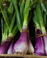 Korsische Bio-Zwiebeln - Bio-Gemüsebauer Pratali in Bastia