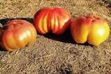 Tomates ananas et coeur de boeuf