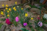 Jardin - Location appartement à Calenzana, Balagne, Haute-Corse