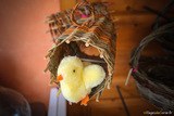 Perchoir pour oiseaux en osier