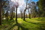 Camping la Pinède Saint Florent 