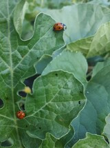 Coccinelle