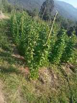Haricots