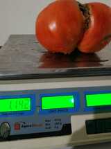 Tomate