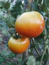 Tomates Corses