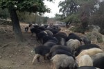 Local Pork Farming