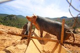 Cochon Corse Porcu Nustrale
