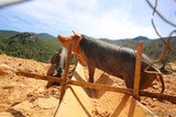 Corsican porcu nustrale breed pig from Battaglia farm