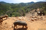 Cochon Corse Porcu Nustrale