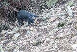 Corsican pig