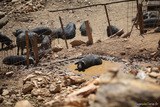 Nustrale-Rasse Schweine von der Battaglia Farm auf den Höhen des Dorfes Murato