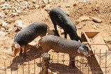 Cochons de race porcu nustrale