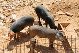 Nustrale-Rasse Schweine von der Battaglia Farm auf den Höhen des Dorfes Murato