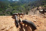 Cochons de race porcu nustrale de l'exploitation Battaglia sur les hauteurs du village de Murato