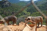 Cochons de race porcu nustrale élevés en plein air, Charcuterie Battaglia