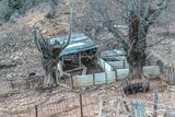 Corsican pigs breeding