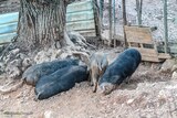 Corsican pigs breeding (photo 2016)