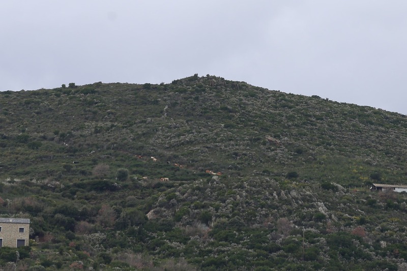 Allevamento bovino Battaglia Murato Vallecalle Corsica