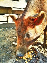 Corsican Pigs