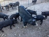 Corsican Pigs for Artisanal Charcuterie