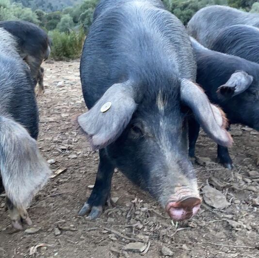 schweine wurstwaren aus nebbiu santo pietro di tenda