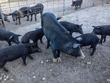 Korsische Schweine handwerklich hergestellte Wurstwaren