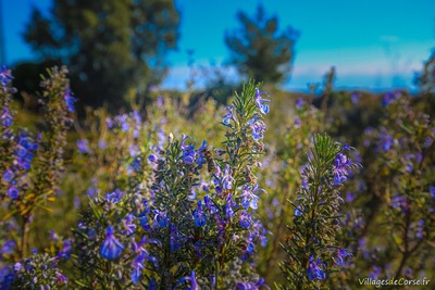 Romarin corse - ingrédient cosmétique Realia