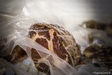 Corsican charcuterie sous vide