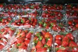 Fraises Corses