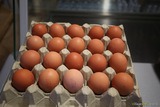 Oeufs - Epicerie Fine U Spurtellu - Patrimonio, Corse