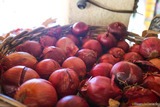 Oignons - U Spurtellu - Patrimonio, Corse