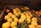 Clementine corse - A Muvra - Zonza, Corsica