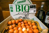 Corsican organic eggs