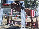 Saut Obstacle Equitation Corse