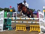 Saut Obstacle Equitation