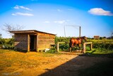 Toilette des chevaux