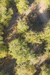 Korsischer Kastanienhain in Murato - Kastanienplantagen für Battaglia Kastanienmehl