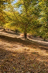 Kastanienhain von Murato - Landschaft der Castagniccia und Produktion von korsischem Kastanienmehl